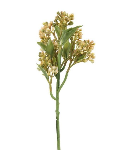 Berry Pick – Yellow Orange