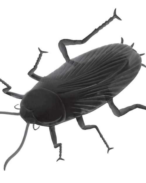 Giant Cockroach Prop
