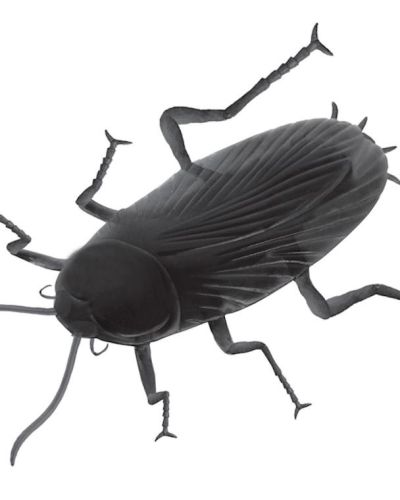 Giant Cockroach Prop
