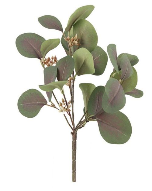 Eucalyptus Bush – Olive