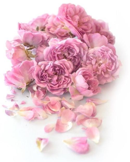 Fresh As Freeze Dried Fairy Roses