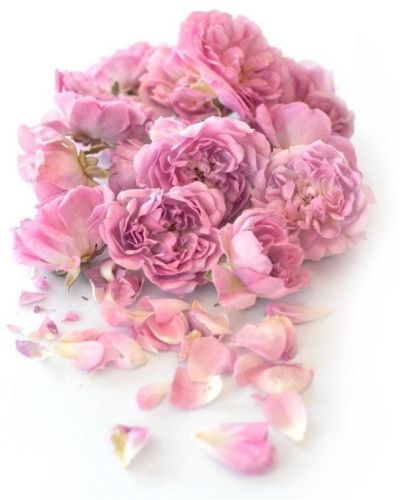 Fresh As Freeze Dried Fairy Roses