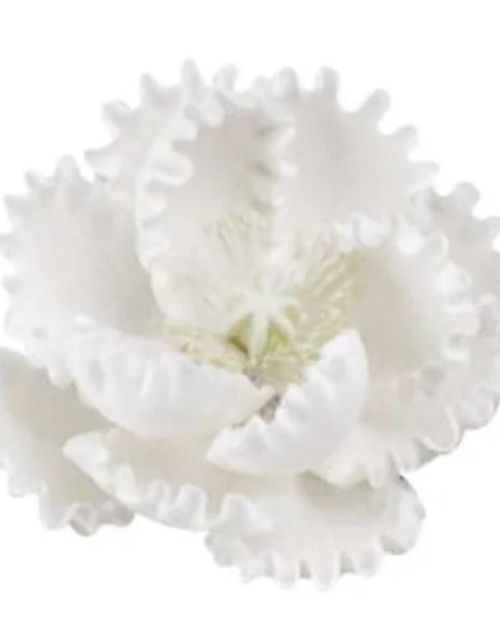 Single Gumpaste Large Peony – White