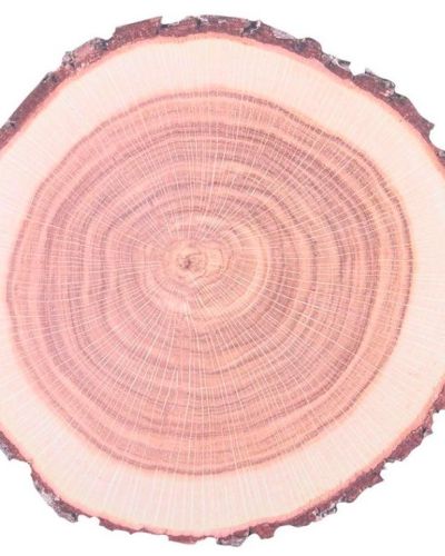 Paper Placemats – Tree Trunk 10pk