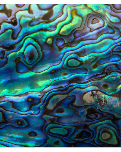 Edible Icing Image – Paua A4