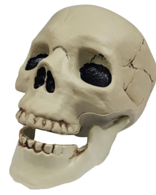 Plastic Skull with Jointed Mouth