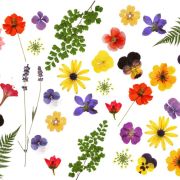 Edible Icing Image Wrap – Pressed Flowers