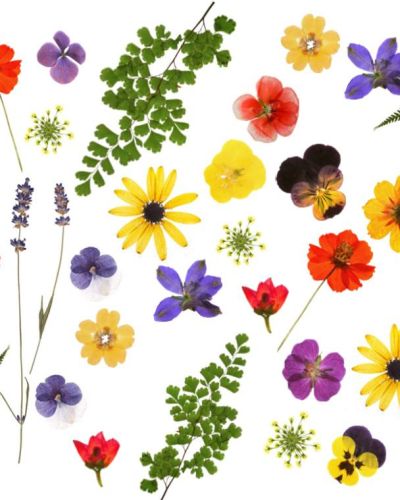 Edible Icing Image Wrap – Pressed Flowers